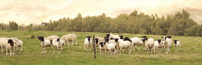 Rietvlei Holiday Farm | Montagu, Western Cape
