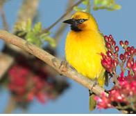 Heuglins - bird