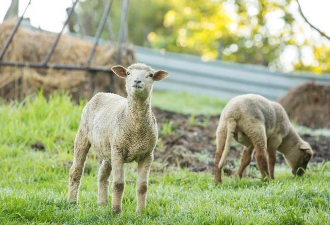 Glengarry - farm