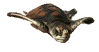 animated-turtle-image-0122
