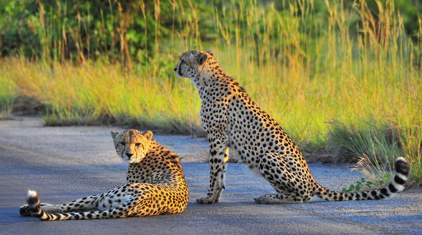 Cheetah Paw Lodge - cheetahs