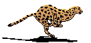 cheetahanimation-4