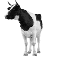animated-cow-image-0231