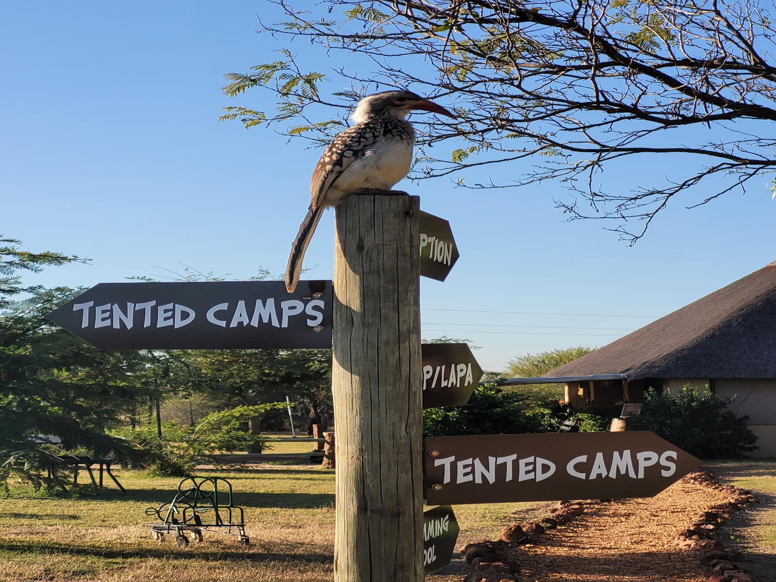 Thorn Tree Bush Camp | Dinokeng Game Reserve, Hammanskraal, Gauteng