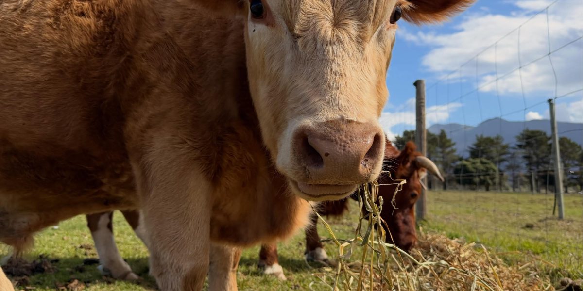 Rivergate Guest Farm – Stanford, Western Cape