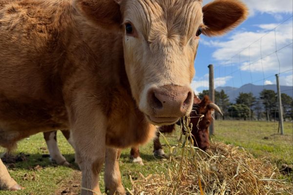 Rivergate Guest Farm – Stanford, Western Cape