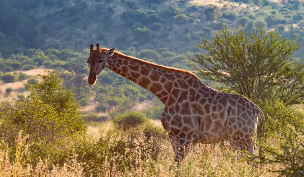 Mongena Game Lodge – Dinokeng Game Reserve, Gauteng