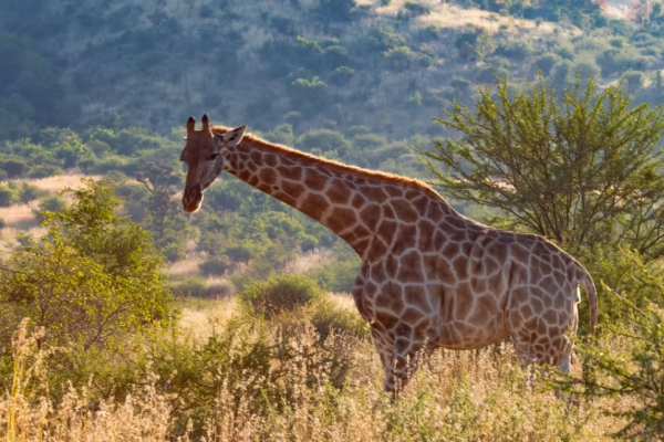 Mongena Game Lodge - Dinokeng Game Reserve, Gauteng