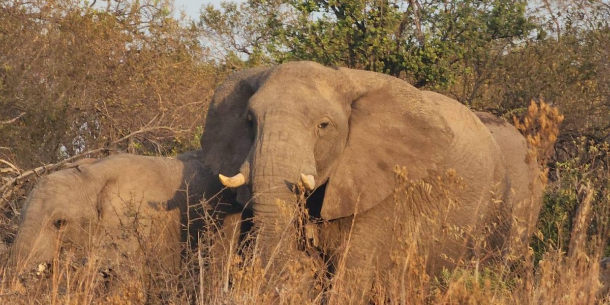 Koedoesrus Boskamp – Dinokeng Game Reserve, Gauteng