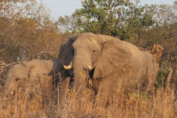 Koedoesrus Boskamp - Dinokeng Game Reserve, Gauteng