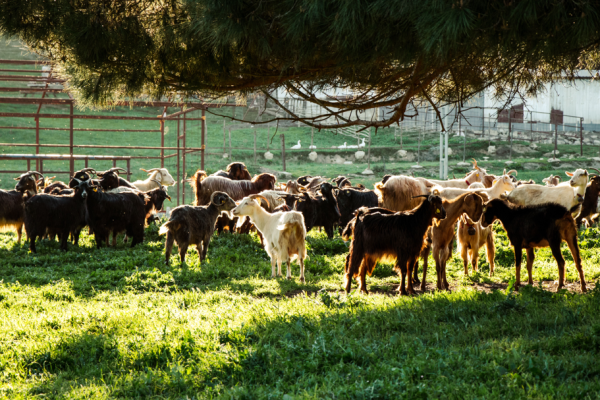 Best Farm Stays Near Pretoria