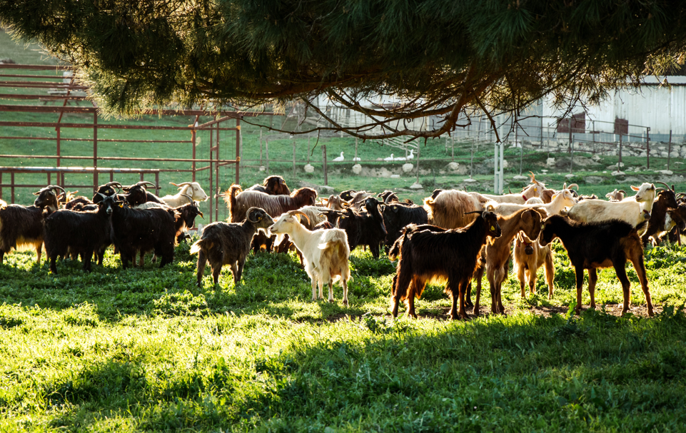 Best Farm Stays Near Pretoria