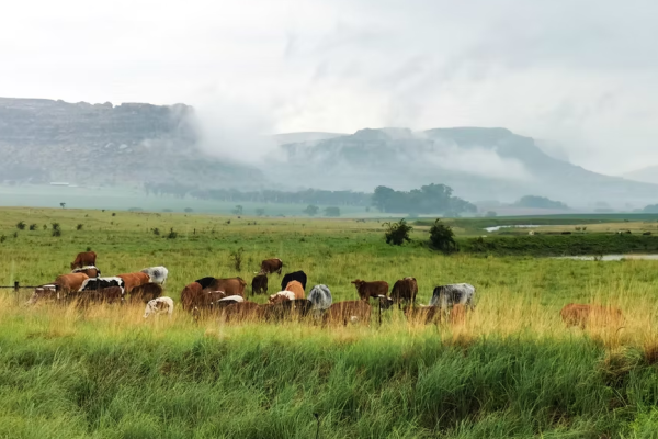 Witteberg Cabin – Rosendal, Eastern Free State