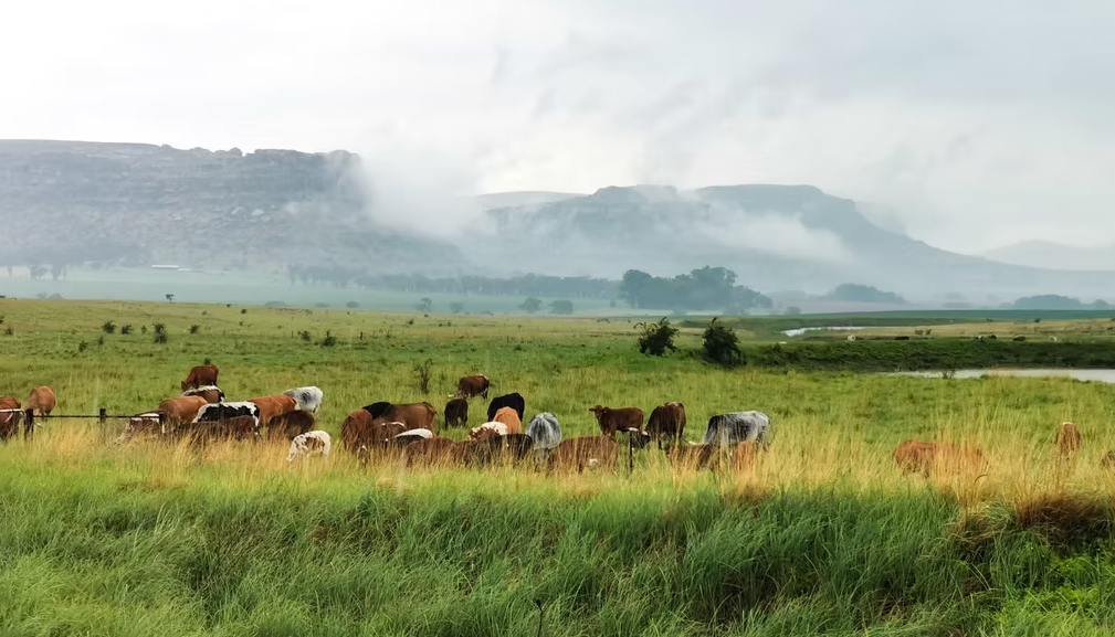 Witteberg Cabin – Rosendal, Eastern Free State