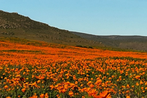 Kamieskroon Cosy Cottage – Kamieskroon, Northern Cape