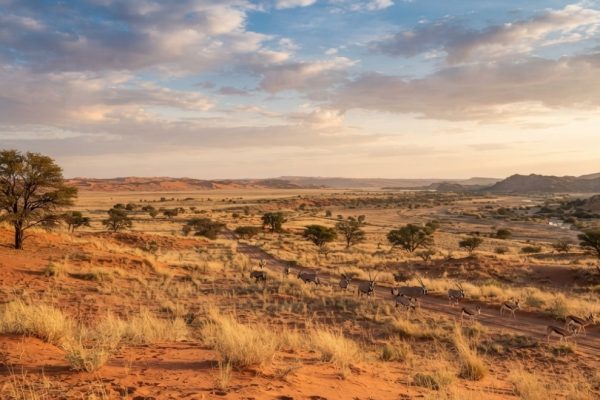 The Northern Cape is a Fantastic Safari Destination